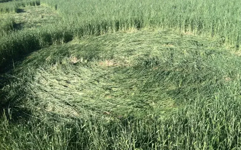 Растения не ломаются, а аккуратно пригибаются к земле, словно их «уложили»