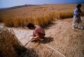 Кропмейкеры