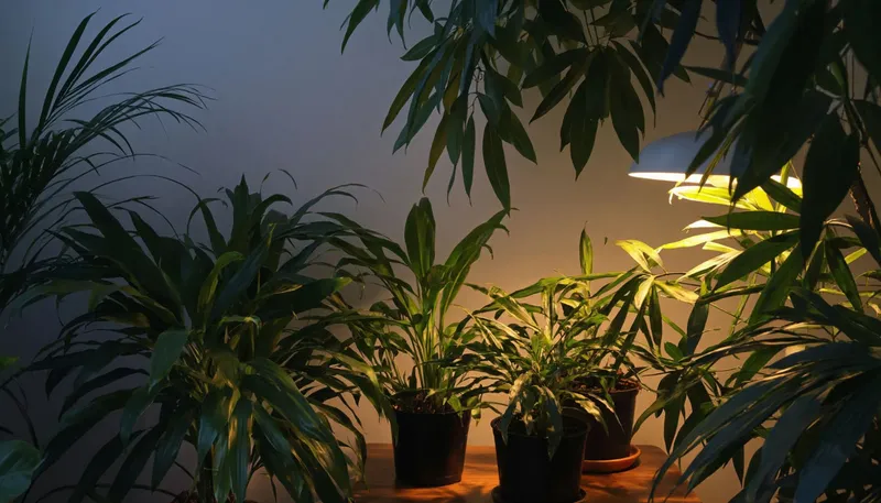Уютное вечернее фото — растения-питомцы в мягком освещении.