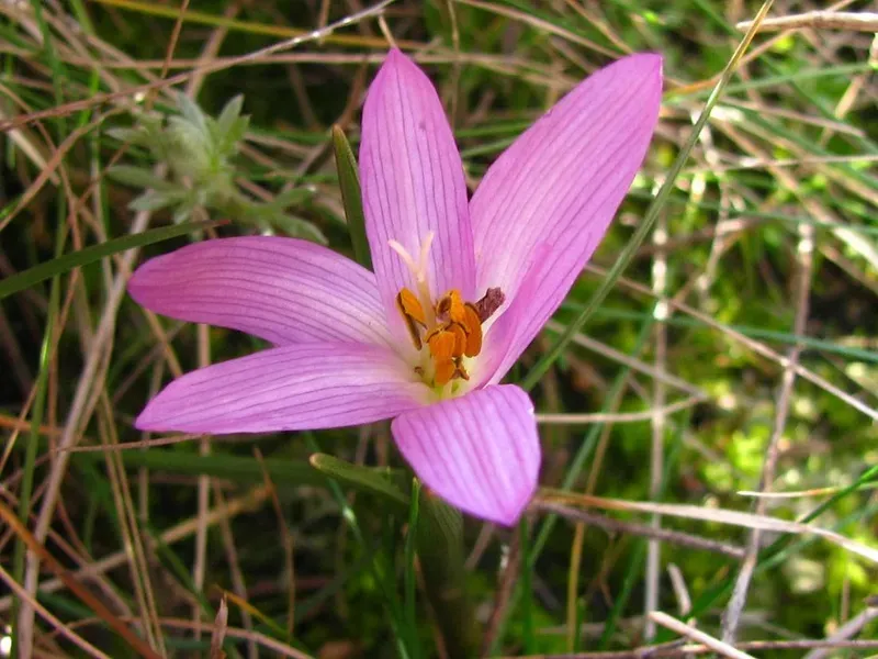 Брандушка разноцветная