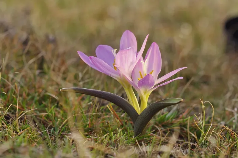 Bulbocodium versicolor