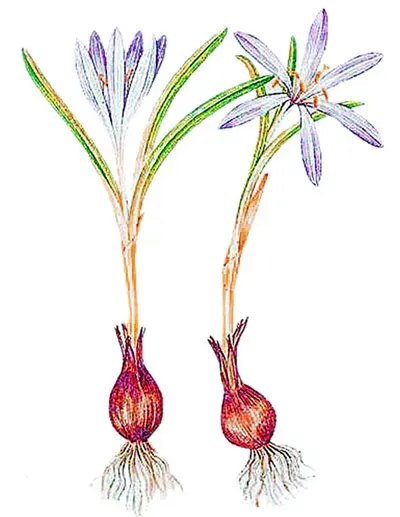 Брандушка разноцветная. Рисунок