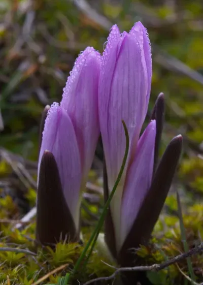 Bulbocodium versicolor
