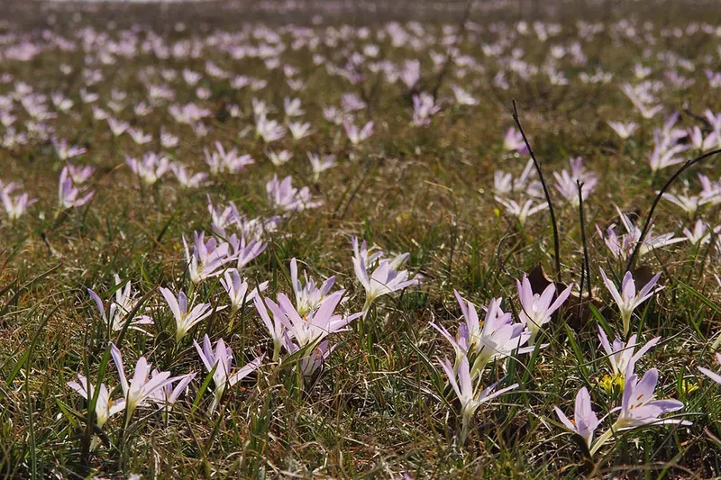 Bulbocodium versicolor