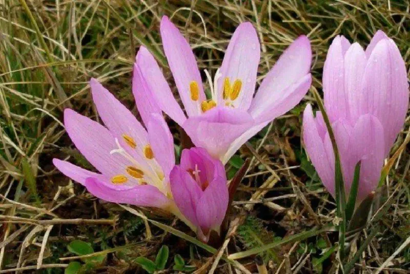 Брандушка разноцветная