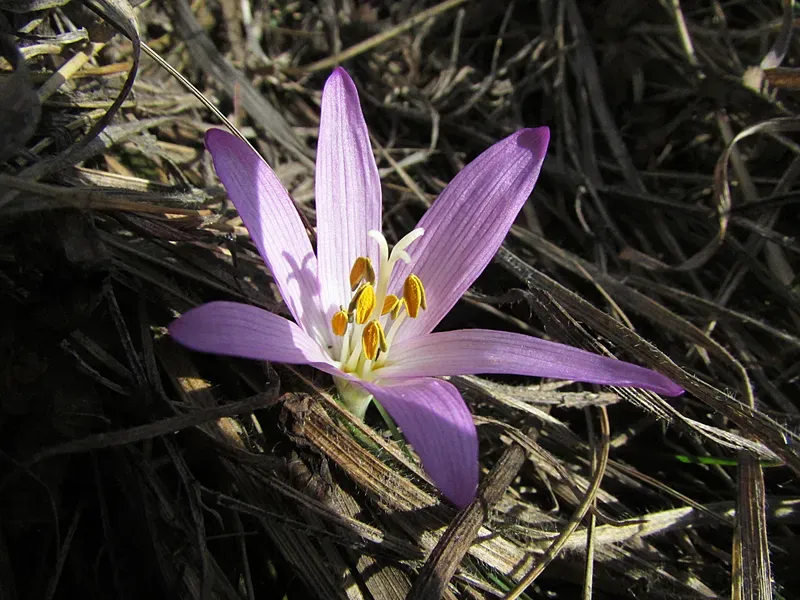 Bulbocodium versicolor