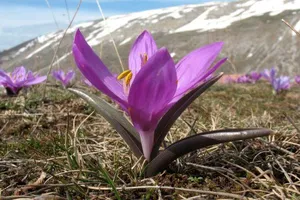 Брандушка разноцветная — редкий цветок, который исчезает у нас на глазах