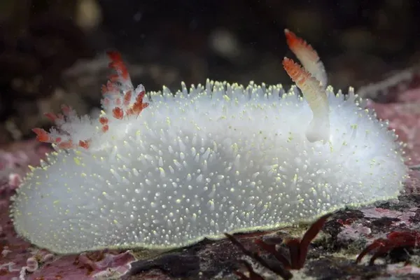 Снежная богиня