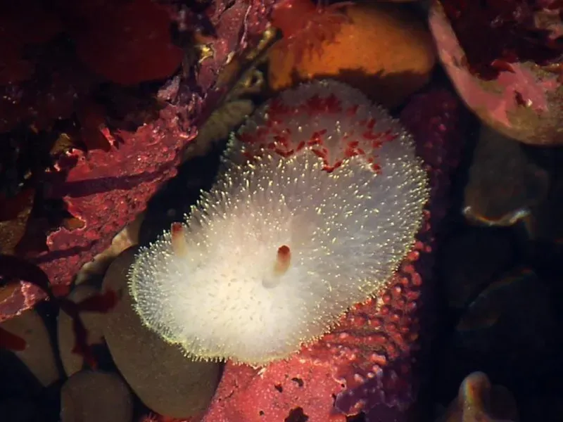 Колючий иглокожий дорис