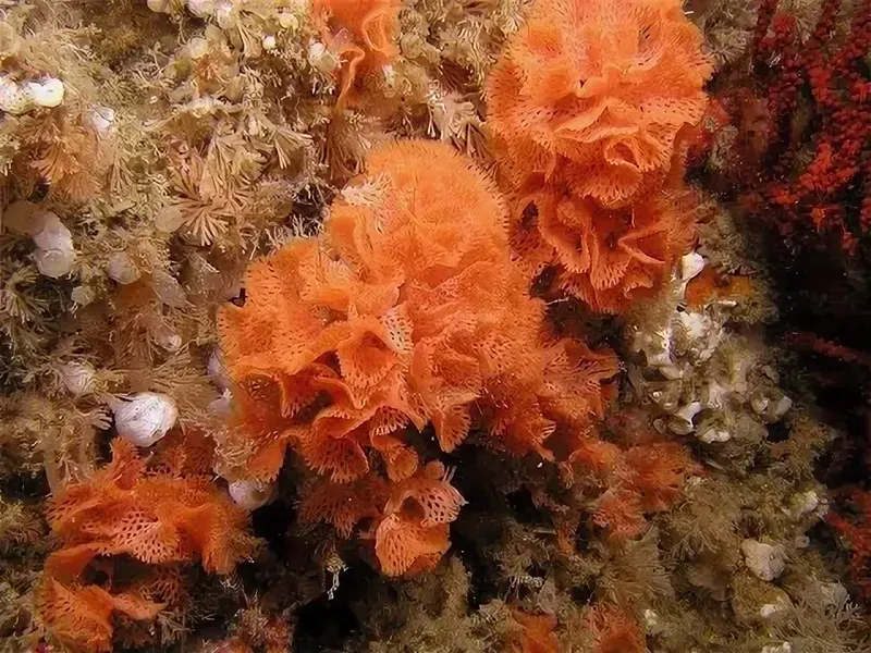 Колония морских мшанок.