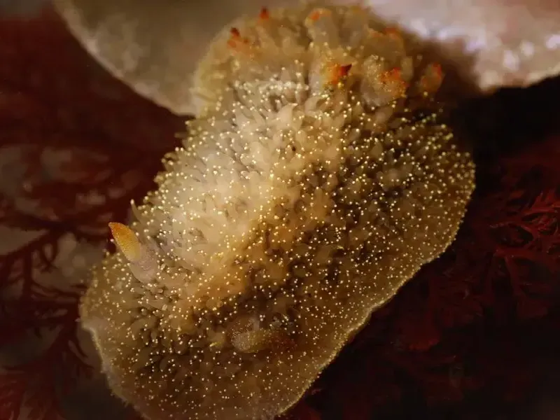 Acanthodoras nanaimoensis тёмная