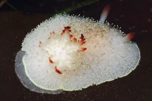 Снежная богиня