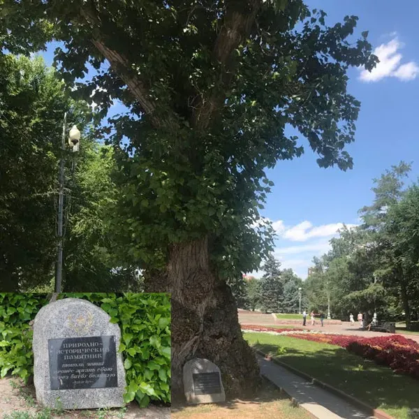 Старый тополь на площади Павших Борцов. Сталинград
